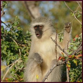 Adonsonia Lodge - Grietjie Nature Reserve - 5