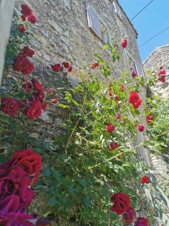Domaine d'Audabiac - Lussan - 5