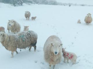 Garden Cottage Glamping Pod - 6