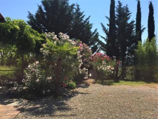 Poggio Magginga - Terricciola - 5