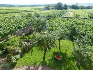 Domaine du Bouxhof - Mittelwihr - 1