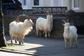Beautiful Townhouse on The Great Orme, Llandudno PET FRIENDLY - Llandudno - 2