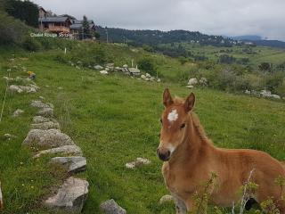Chalet Rouge Sorbier - Font-Romeu - 2