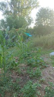 Tente en permaculture pirate - Creysse - 2