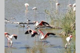 Apartamento PEPA. En el corazón del Delta. - 1