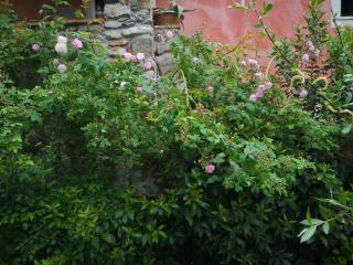 Rose Cottage Tuscany - Fosdinovo - 8