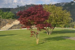 Quinta da Portelada - Peso da Régua - 5