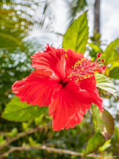 Résidence Villas Les Hibiscus - Las Terrenas - 9