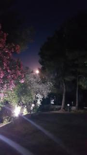 Pine tree house - Troulos - 6
