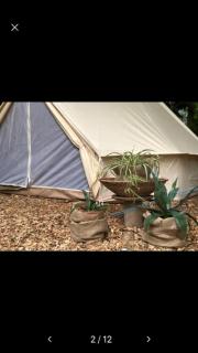 Into the Green Glamping- Beech - 9