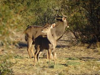 Teri-Lemveli Lodge - Beaufort West - 4