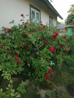 KICA KROGA apartaments - Ainaži - 2