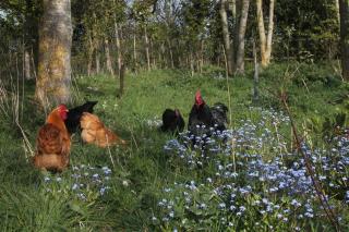The Oaks Glamping - Jasper's Shepherds Hut - Colkirk - 5