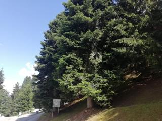 Vetrate sul bosco - Marilleva - 3