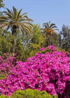 Dreamland Oasis of happiness - Chakvi - 7
