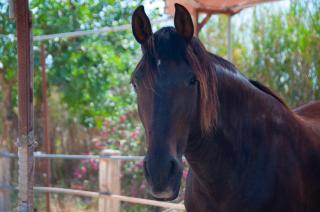 Agroturismo Finca Sant Blai - Campos - 7