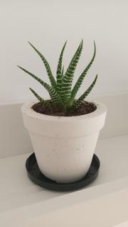 Apartamento Tarifa Cactus - Tarifa - 7