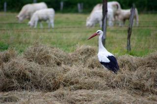 Afbeelding van de locatie