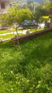 Апарт готель,, Червона Рута,, - 2