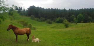 Căsuța din pădure - 1