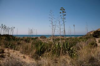 La Cala - San José - 9