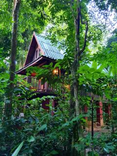 Our Jungle House - 1