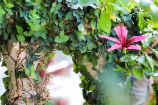 Almond Tree Inn - Adults Only - Key West - 1