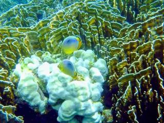 DAYA Beach, Lipe local - Koh Lipe - 4