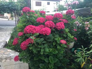 Casa Hortensia - Njivice - 6