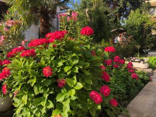 Casa Hortensia - Njivice - 7