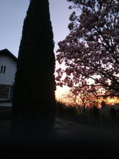 Jardin Fleuri - Lingolsheim - 7