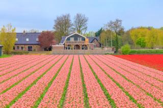 B&B Blossom - Lisse - 4