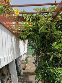 Finca Los Álamos - Breña Baja - 8