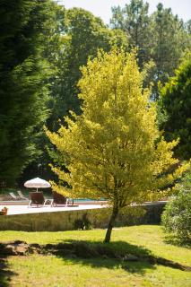 Pedreiras Cottage Rias Baixas - 2