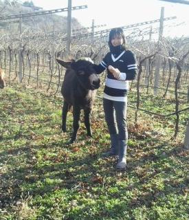 Agriturismo la Casetta - 4