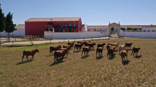 Quinta da Gafaria - Santarém - 8