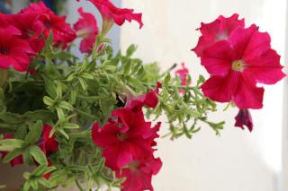 Dimitra Boutique Hotel - Poros - 4