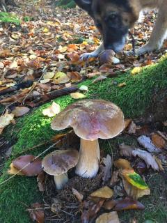 Waldnest Odenwald - Wald-Michelbach - 5