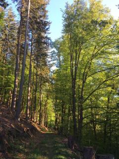 Waldnest Odenwald - Wald-Michelbach - 4