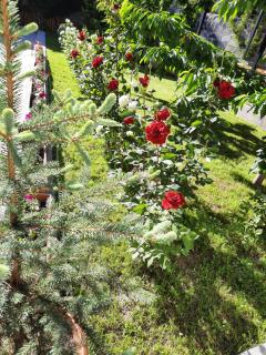 Cherry Garden Boutique Hotel - 3