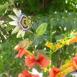 Hotel Boulis - Kamares - 3