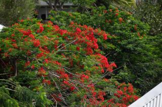 Fraicheur Des Caraibes - 6
