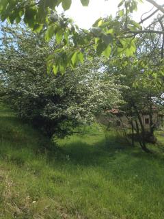 Ca' de l'Ase - Pontinvrea - 5
