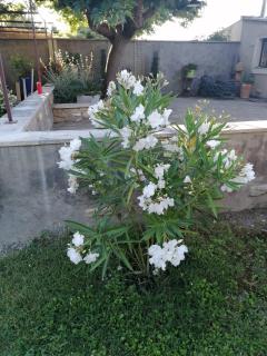 Mas Ribou - Barbentane - 4