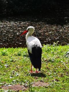 Ferienhaus HCR Grimmen - 2