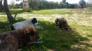 Orange Ville - Villamassargia - 6