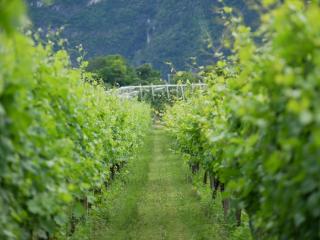Agriturismo Casa di Campagna - Riva del Garda - 4