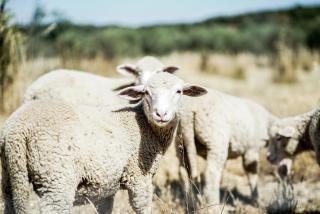 Casas de Santa Rita - Évora Monte - 2