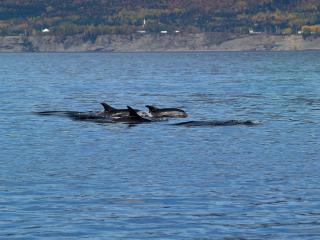 Restaurant-Motel L'Etoile du Nord - 1