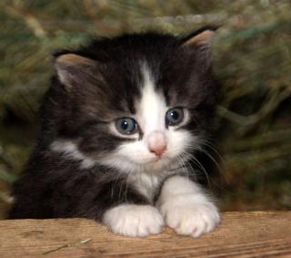 Urlaub am Bio-Bauernhof Liebchen - 4